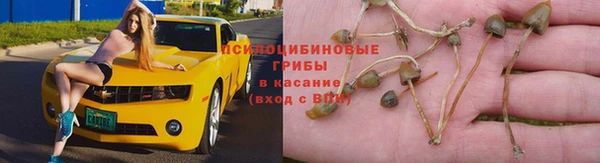 прущие грибы Алзамай