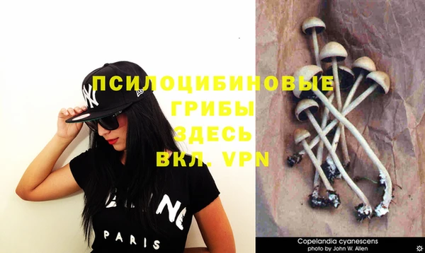 прущие грибы Алзамай