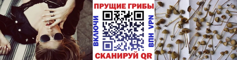 даркнет сайт  Чехов  Галлюциногенные грибы MAGIC MUSHROOMS 